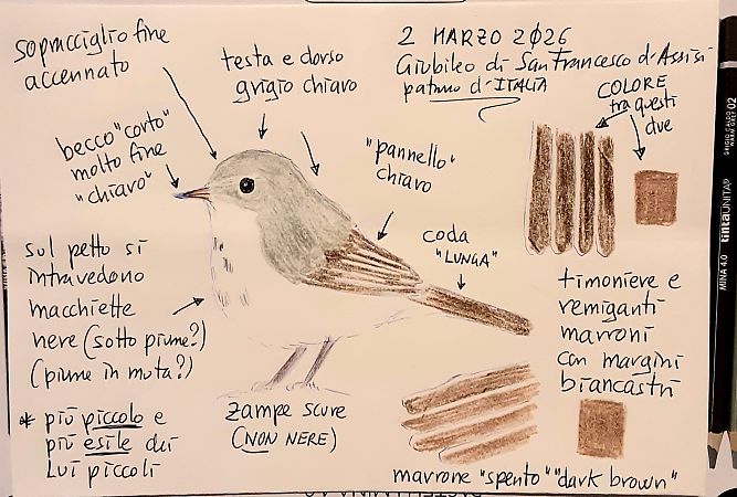 Passeriforme indet.  - Michele Lamberti