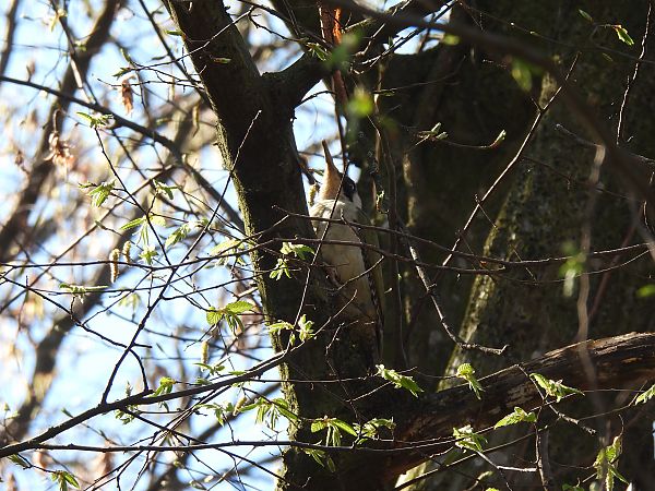 Picchio verde  - Zaffaroni Paolo