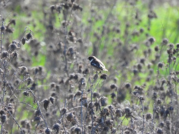 Saltimpalo comune  - Zaffaroni Paolo