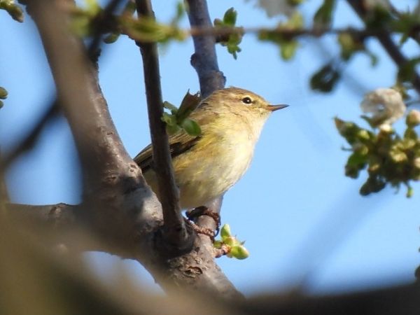 Luì piccolo  - Zaffaroni Paolo
