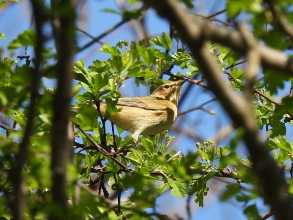 Luì piccolo  - Zaffaroni Paolo