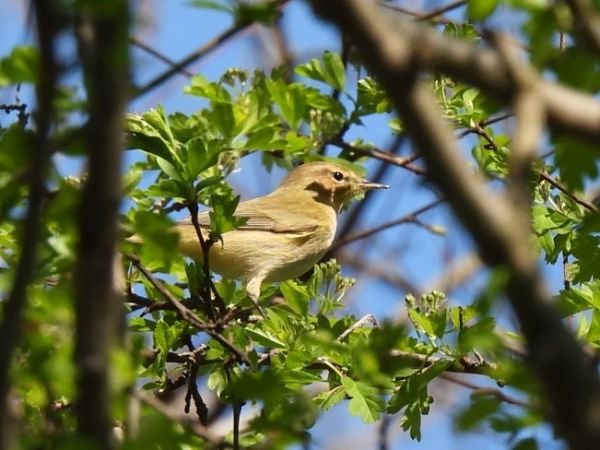 Luì piccolo  - Zaffaroni Paolo