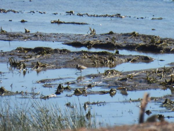 Piro-piro boschereccio  - Zaffaroni Paolo