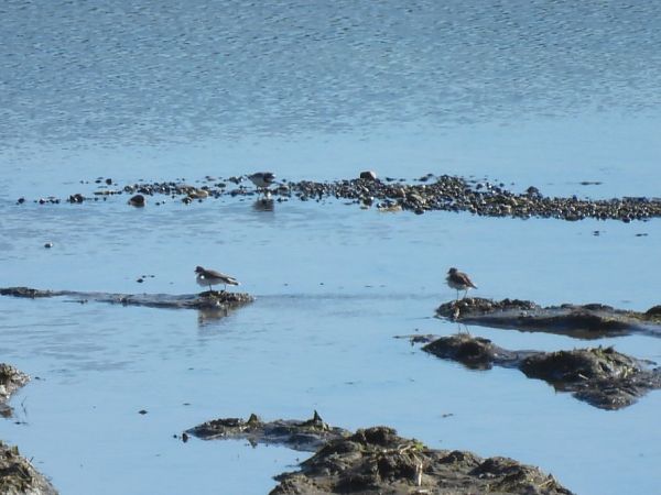 Corriere piccolo  - Zaffaroni Paolo