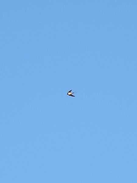 Rondine  - Zaffaroni Paolo