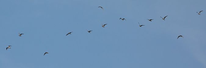 Gabbiano corallino  - Paolo Zucca