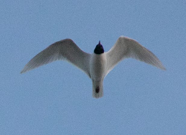 Gabbiano corallino  - Paolo Zucca