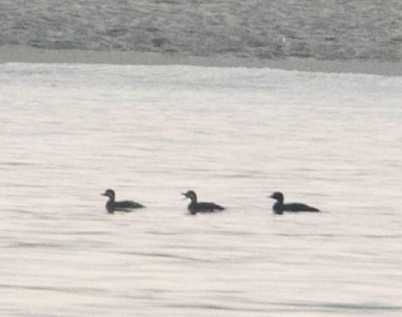 Orchetto marino  - Paolo Zucca