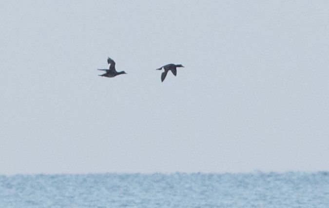 Orco marino  - Paolo Zucca