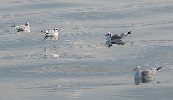 Gabbiano tridattilo  - Paolo Zucca