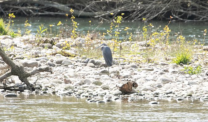 Airone schistaceo  - Paolo Zucca