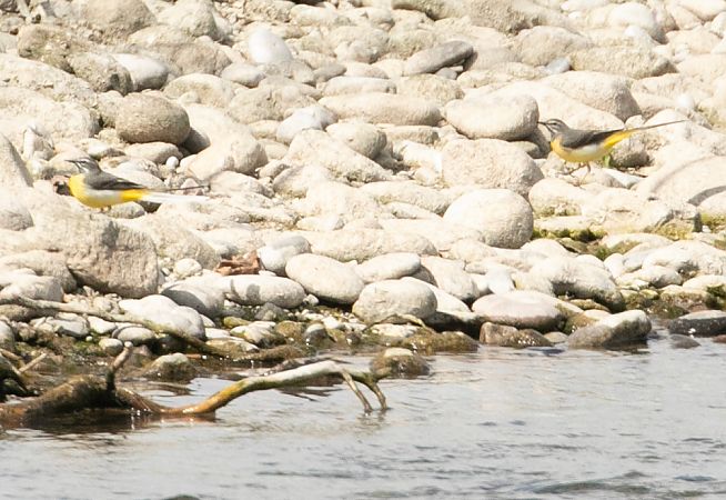 Ballerina gialla  - Paolo Zucca