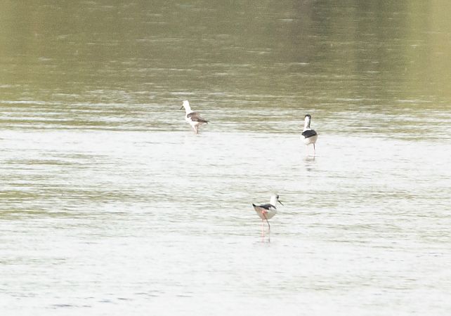Cavaliere d'Italia  - Paolo Zucca
