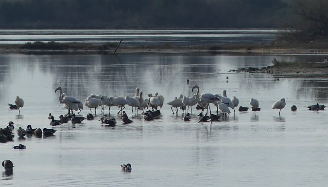 Spatola  - Paolo Utmar (FVG)