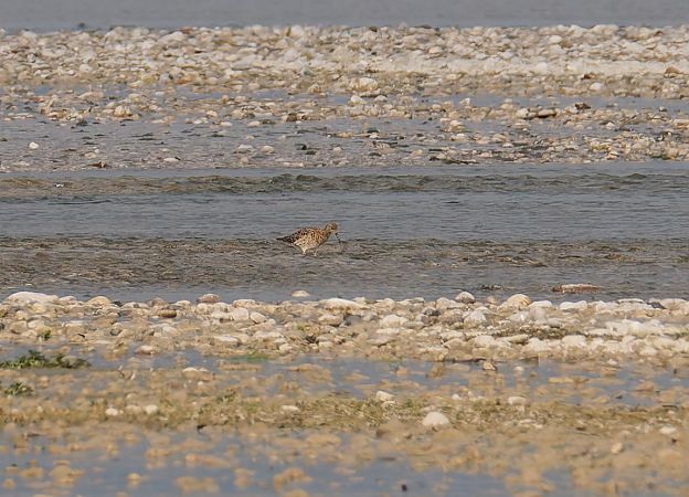 Combattente  - Nadia Barp