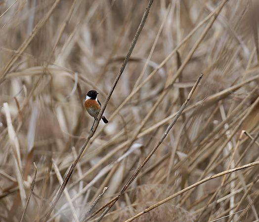 Saltimpalo comune  - Nadia Barp