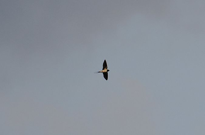 Rondine  - Nadia Barp