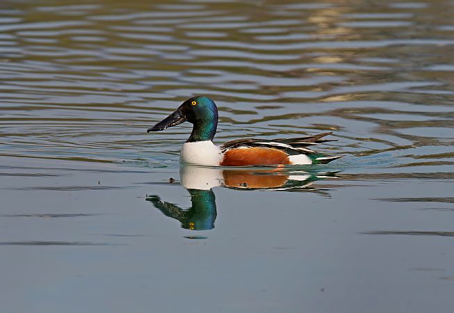 Mestolone  - Nadia Barp