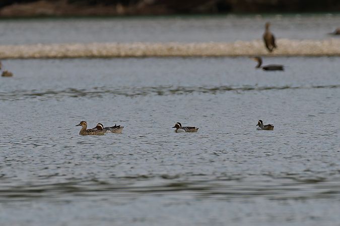 Marzaiola  - Nadia Barp