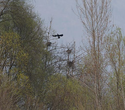 Cormorano  - Nadia Barp