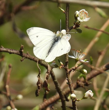 Pieris rapae  - Maria Paola Girardo