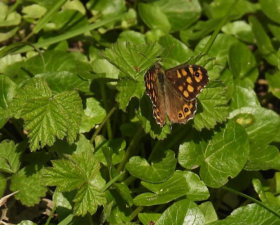 Pararge aegeria  - Maria Paola Girardo