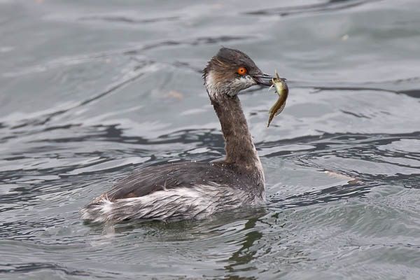 Svasso piccolo  - Filippo Ferraioli