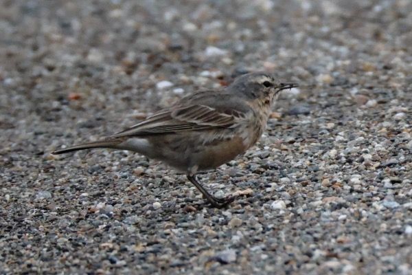 Spioncello  - Filippo Ferraioli