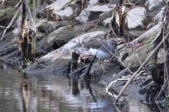 Piro-piro culbianco  - Filippo Ferraioli