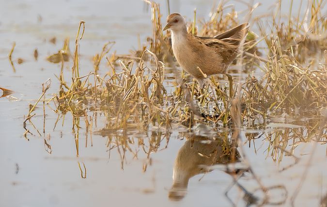 Schiribilla  - Mauro Fenati