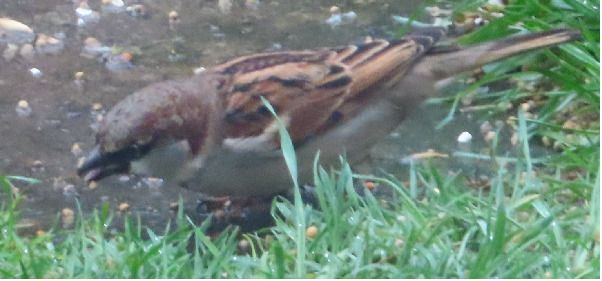 Passera oltremontana  - Annalisa Sutto