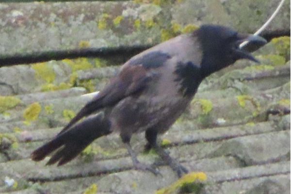 Ibrido Cornacchia nera x grigia  - Annalisa Sutto