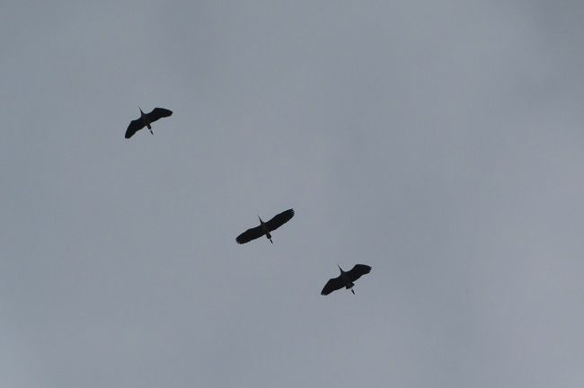 Airone cenerino  - Annalisa Sutto