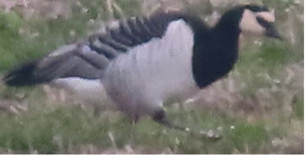 Oca facciabianca  - Annalisa Sutto