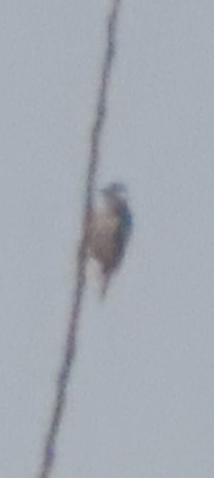 Picchio rosso minore  - Annalisa Sutto