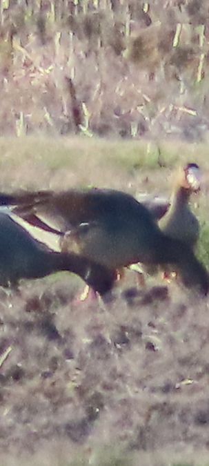 Oca colombaccio  - Annalisa Sutto