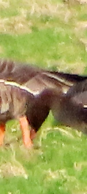 Oca della taiga / granaiola  - Annalisa Sutto