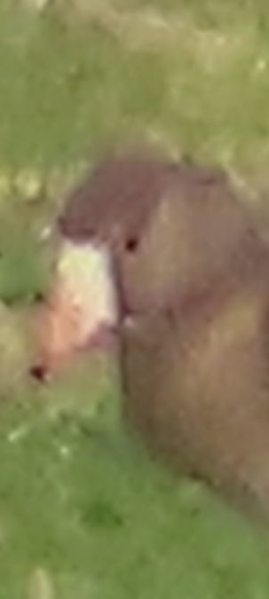 Oca lombardella minore  - Annalisa Sutto