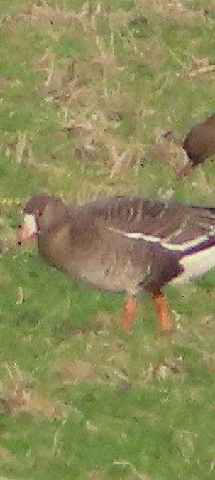 Oca lombardella minore  - Annalisa Sutto