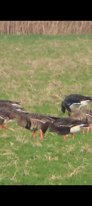 Oca della taiga / granaiola  - Annalisa Sutto