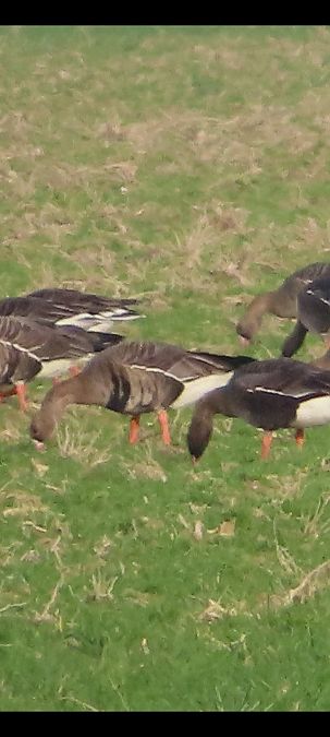 Oca della taiga / granaiola  - Annalisa Sutto