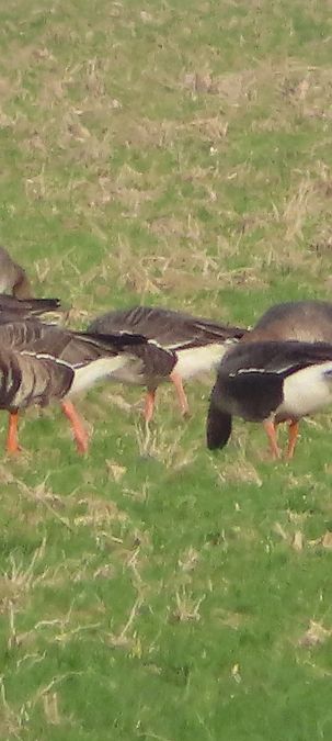 Oie de la taïga / de la toundra  - Annalisa Sutto