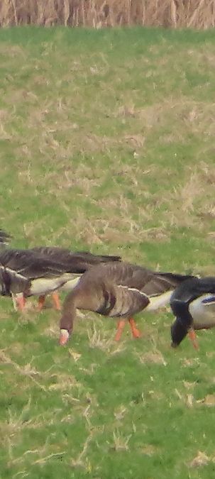 Oca della taiga / granaiola  - Annalisa Sutto