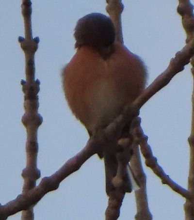 Peppola  - Annalisa Sutto