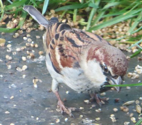 Ibrido Passera d’Italia x europea  - Annalisa Sutto