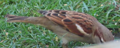 Passera oltremontana  - Annalisa Sutto