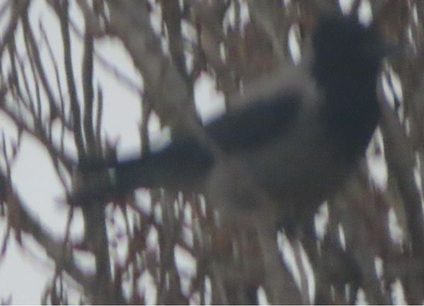 Cornacchia grigia  - Annalisa Sutto