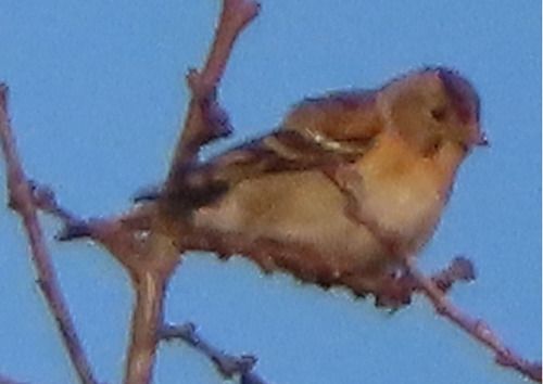 Peppola  - Annalisa Sutto