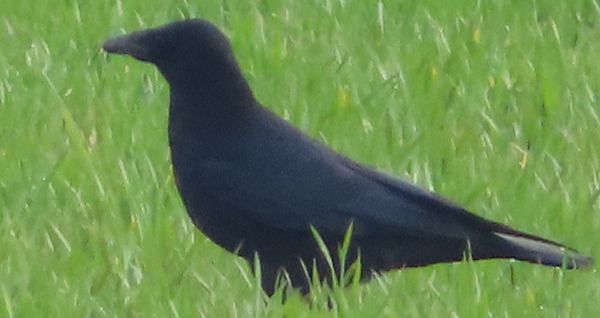 Cornacchia nera  - Annalisa Sutto