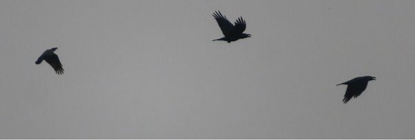 Corvo imperiale  - Annalisa Sutto